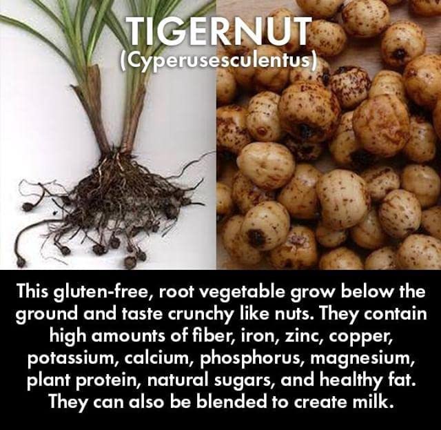AVTI FARMS Organic Tigernuts 20oz - Superfood Raw Snacks Tiger Nuts - Gluten Free Snack, Non-GMO - Prebiotic High Fiber Raw Tiger Nuts - Vegan, Paleo Friendly | Low Calories-Keto Diet (575g/1.3Lbs)