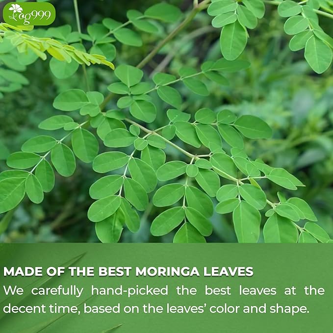 TOG999, Premium 30 Moringa Leaf Tea Bags, 100% Natural & Pure from Moringa Leaves. Loose Leaf Moringa Herbal Tea. Moringa Leaf Tea. No Sugar, No Caffeine, No Gluten, Vegan.